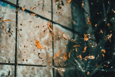 Close-up of autumn leaves on spider web