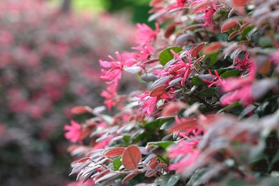 Close-up of pink flowering plant