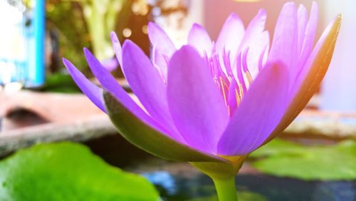 Close-up of lotus water lily