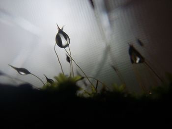 Close-up of insect on plant