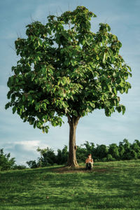 Trees on field against sky