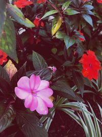 Close-up of flowers blooming outdoors
