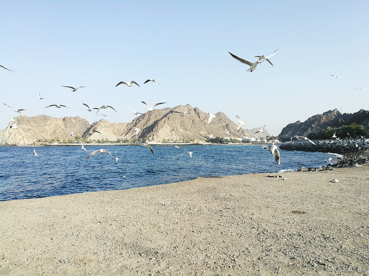 FLOCK OF SEAGULLS FLYING OVER SEA