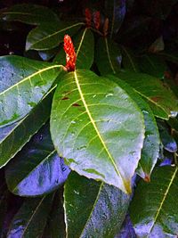 Close-up of butterfly on leaf