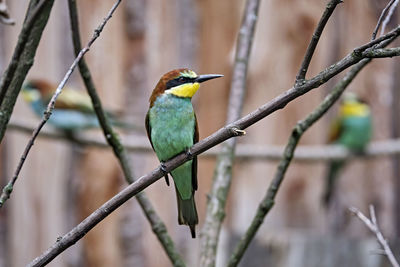 Close-up of bird perching on branch