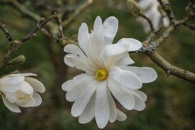 Close-up of white flowering plant