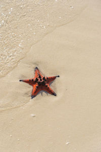 High angle view of crab on beach