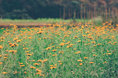 View of flowering plants on field