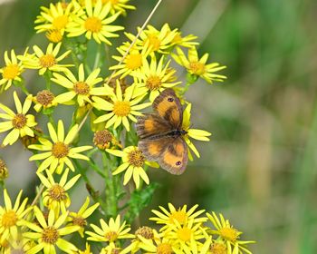 Close-up of bee pollinating flower