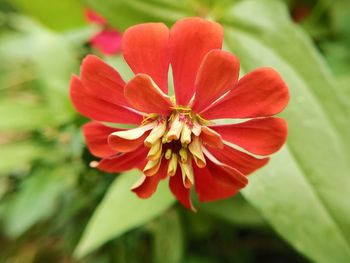 Close-up of red flower