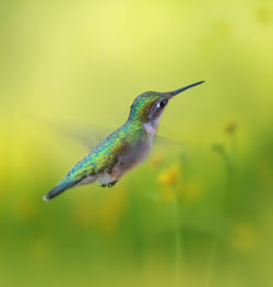 Close-up of bird flying