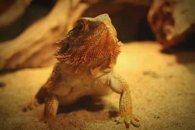 Bearded dragon looking curious