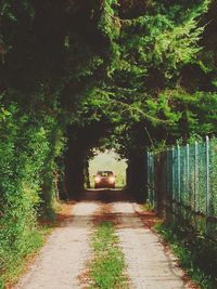 Narrow pathway along trees