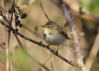 Close-up of bird perching on branch