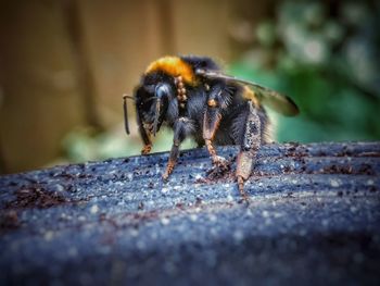 Close-up of bee on rock