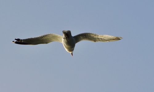 Low angle view of bird flying against clear sky