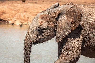 Close-up of elephant drinking water