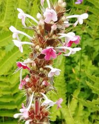 Close-up of flowers