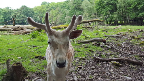 Close-up portrait of deer standing on field in forest