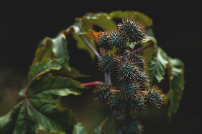 Close-up of spiked plant