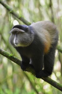 Close-up of monkey on tree