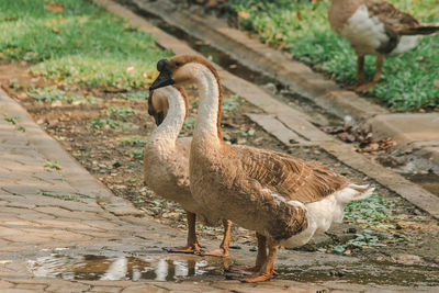 Side view of a bird