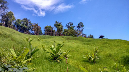 Trees and plants on field against blue sky