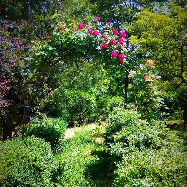 growth, flower, tree, green color, beauty in nature, freshness, nature, plant, tranquility, park - man made space, lush foliage, tranquil scene, sunlight, blossom, in bloom, scenics, growing, blooming, leaf, grass