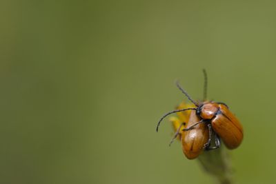 Close-up of insect