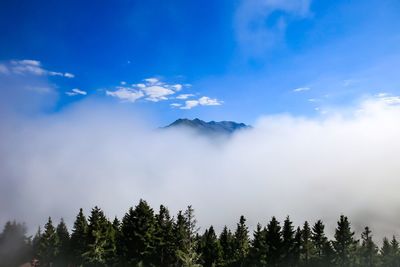 Low angle view of trees against sky