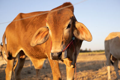 Thai cow in field which traditional cow in urban, cow in field on sunset