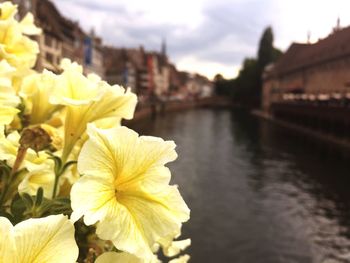 Close-up of yellow flowers blooming against sky