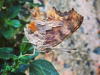 Close-up of butterfly on leaf