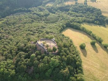 High angle view of plants and trees in forest