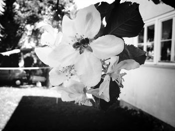 Close-up of flowers blooming outdoors