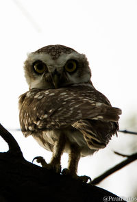 Low angle view of owl perching against clear sky