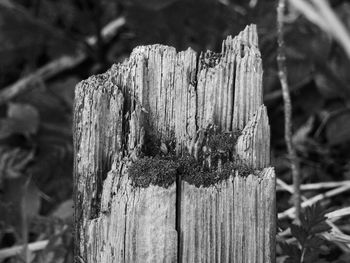 Close-up of wooden tree stump
