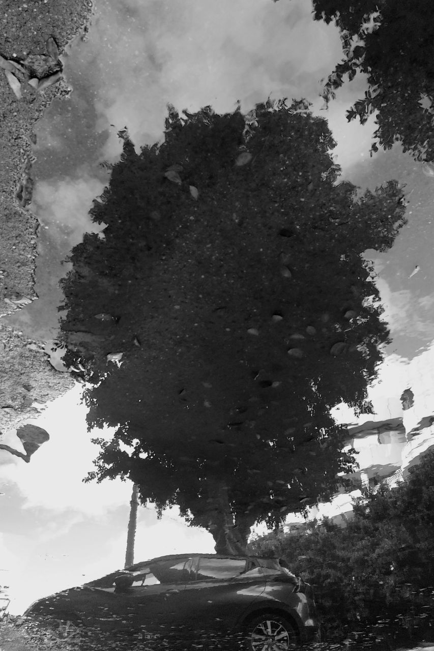 LOW ANGLE VIEW OF TREE AGAINST BUILDING AGAINST SKY