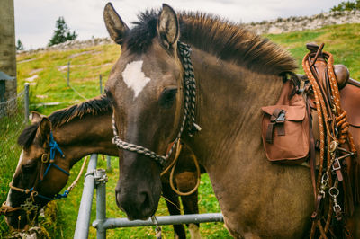 Close-up of horse standing outdoors