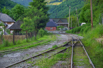 Railroad tracks amidst trees