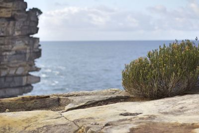 Plant growing on rock against sea 