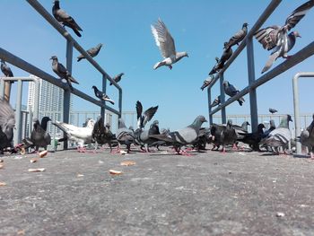 Surface level shot of pigeons in city against sky