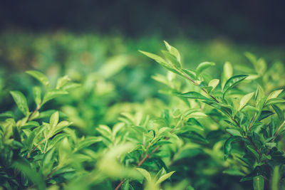 Close-up of fresh green leaves on field