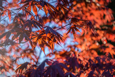 Close-up of autumnal leaves on tree