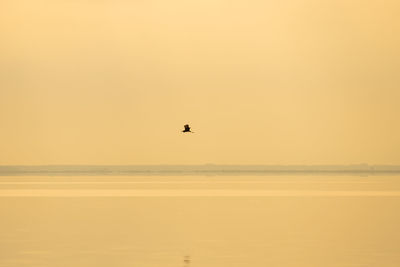 Silhouette birds flying over sea against orange sky