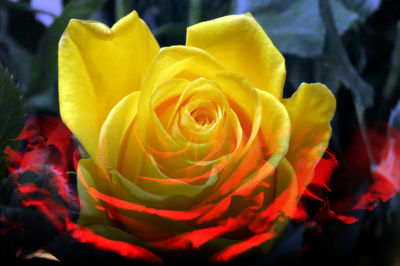 Close-up of rose bouquet