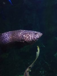 Close-up of fish swimming in sea