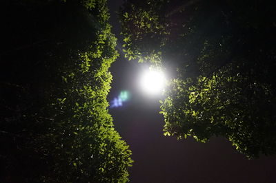 Low angle view of trees against sky at night
