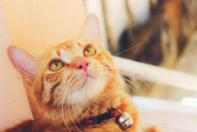 Close-up portrait of cat