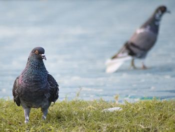 Close-up of pigeons